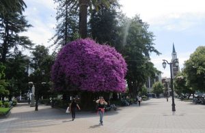 talca-gente-edif-plaza-043